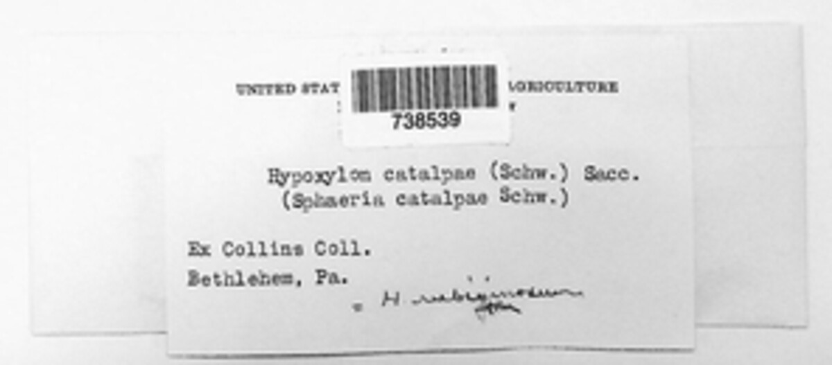 Hypoxylon catalpae image